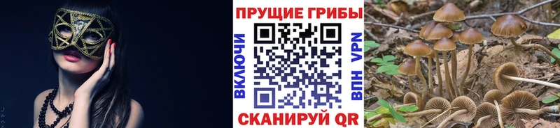 Купить закладки  Нижние Серги  Галлюциногенные грибы MAGIC MUSHROOMS 